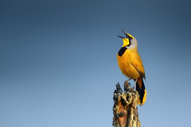 Bokmakierie bird calling - Telophorus zeylonus - South Africa